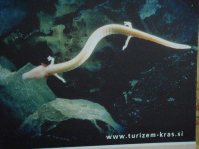 洞窟内に生息する目の退化した類人魚