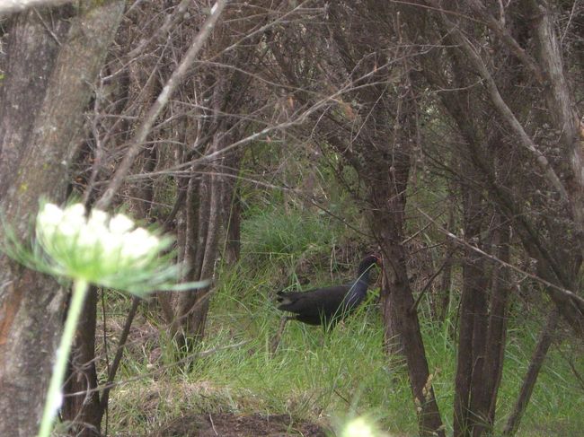 さっそく鳥を発見！！！<br />名前忘れちゃったけど、NZでは有名な鳥さん！<br />お土産やではこの子のぬいぐるみなんかも売ってました！
