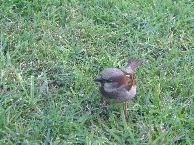 公園でねっころがってるとこの子たちが。。<br />クッキーなんて広げた日には襲来ですｗ