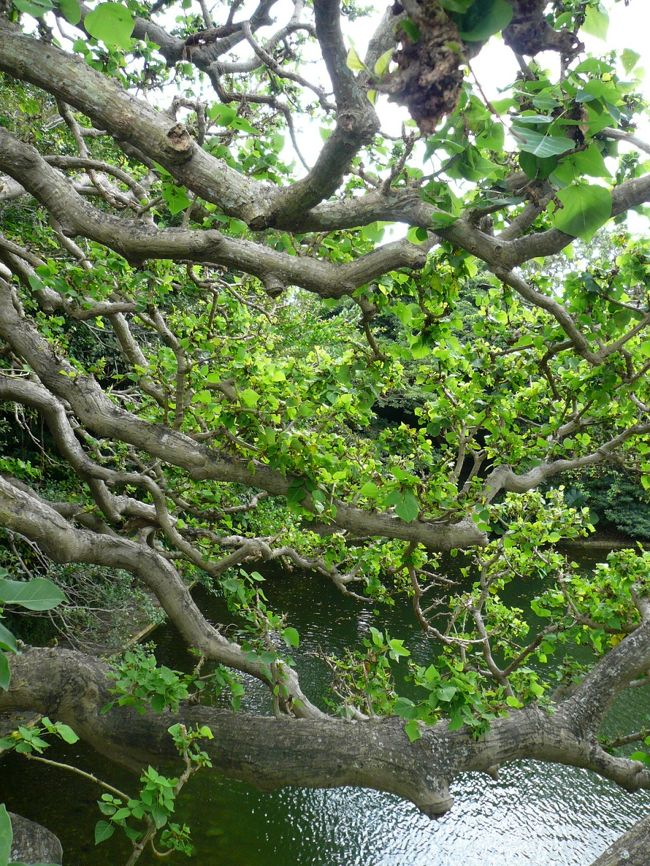 こんな木たちがいっぱい。<br /><br />沖縄版千鳥ヶ淵公園？！という景色です。