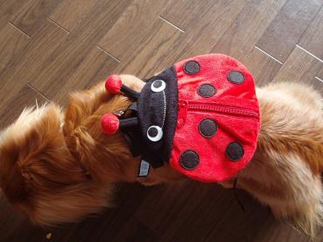 お留守番してた、うちの菜々にもお土産〜♪<br />空港内で売ってた、わんこ用リュック！！<br />てんとう虫がカワイイ☆