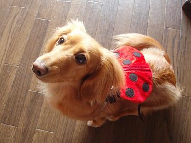 菜々「アタチに似合う〜？」<br />親バカですが、カワイイです！！(笑)