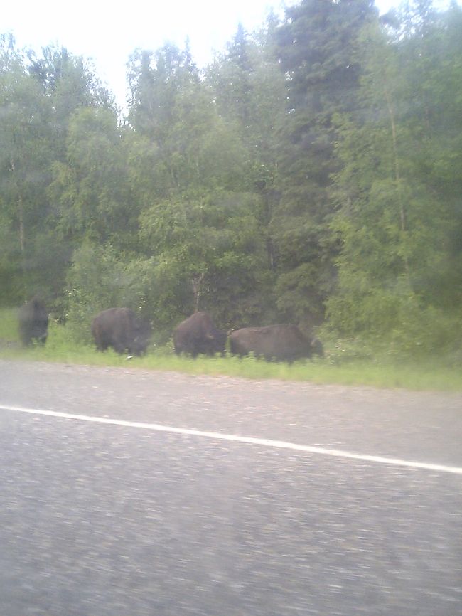 バイソンも見えます。