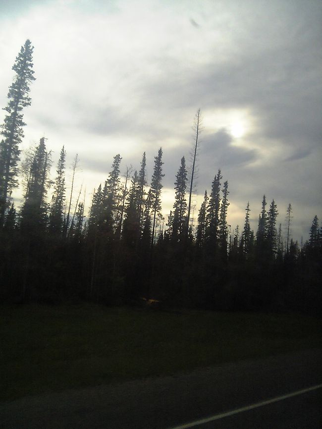 私、この木が気に入りました。