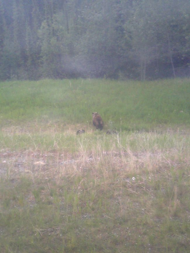 熊の親子です。