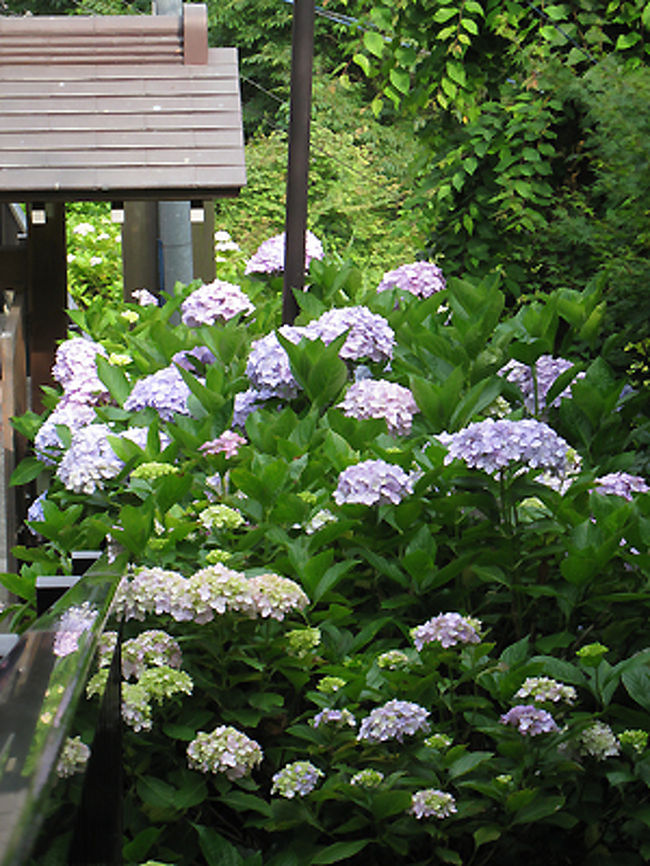 しかし誰もが考えることは同じのようで、すでに江ノ電には結構な人が乗っており、いやな予感は的中し、極楽寺の駅でたくさんの人が下車。そのままぞろぞろと皆が成就院へと向かい、8時前でしたが、すでに山門の前は人ごみとなっていました。