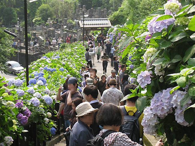門は開いていましたが、すでにこの人ごみ。アジサイというより、人の頭を撮る事になりました。