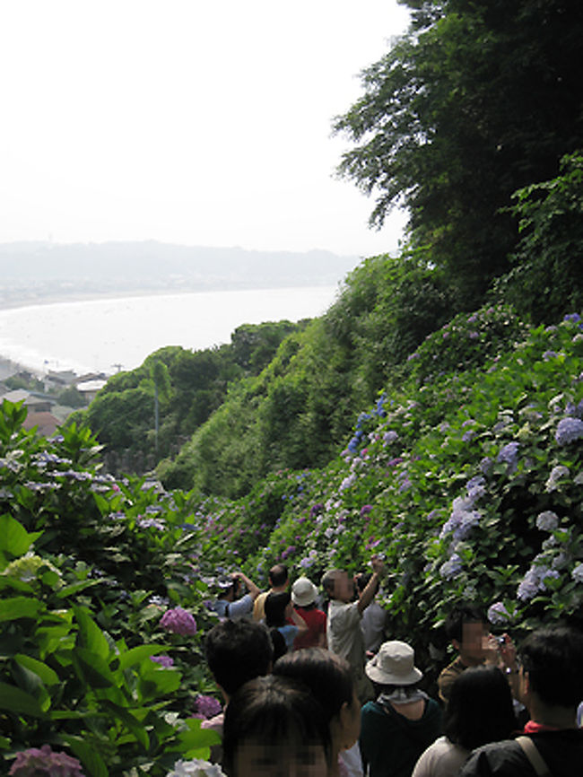 天気は悪くなかったのですが、朝靄のために海もかすんでしまい、遠くの由比ガ浜と手前のアジサイの露出を上手に撮るにはプロの力が必要でした。