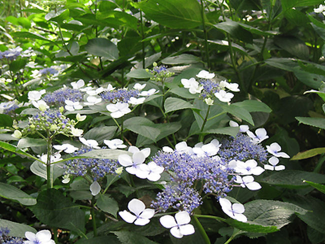 アジサイの咲き具合も、すこーしだけ早かったのか、鮮やかさにかけていた気がします。