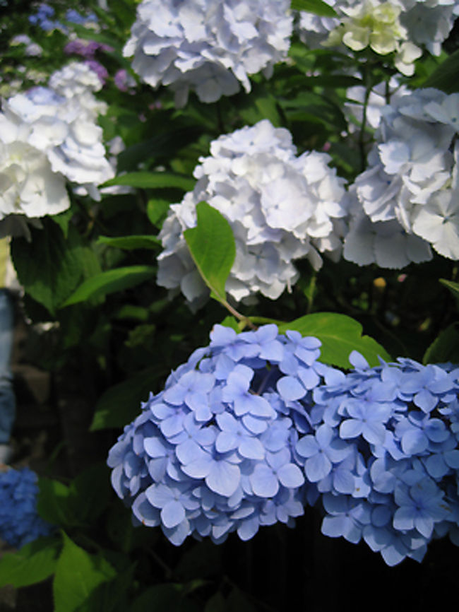 アジサイは時とともに色を変えていくといいます。<br />来週あたりはもう少し違った景色を楽しめるのかもしれません。