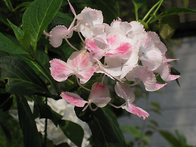 極楽寺の前にもアジサイは何種類か咲いていました。