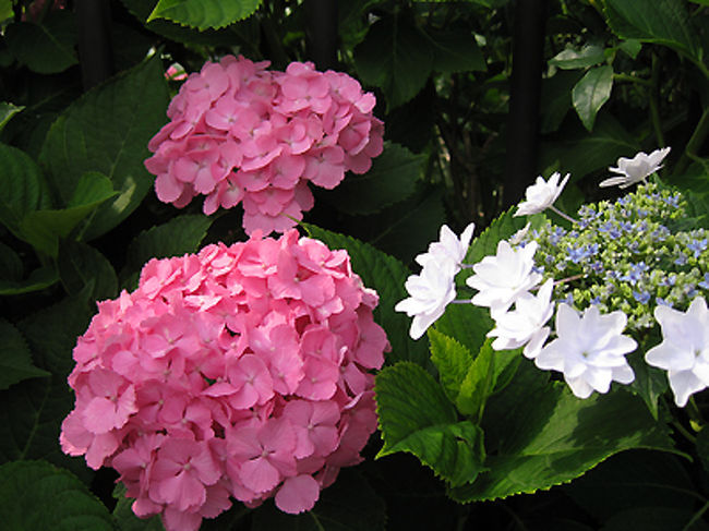 濃いピンクのアジサイはアジサイの中では情熱的ですよね。