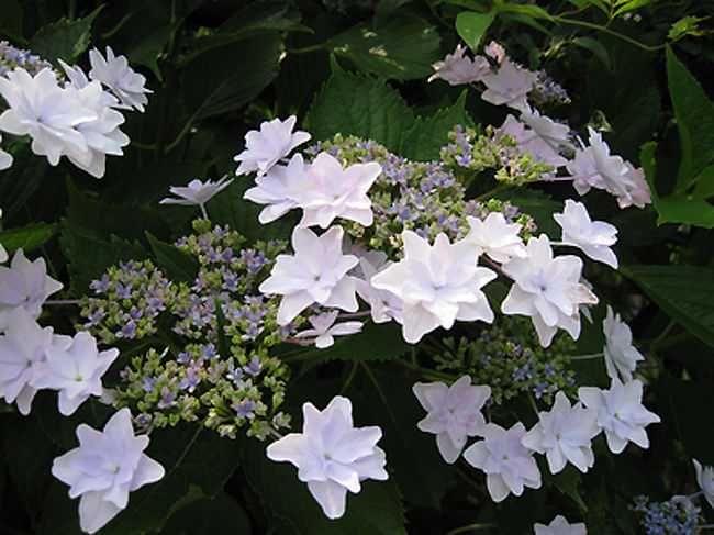 こちらは私の好きな墨田の花火だと思います。