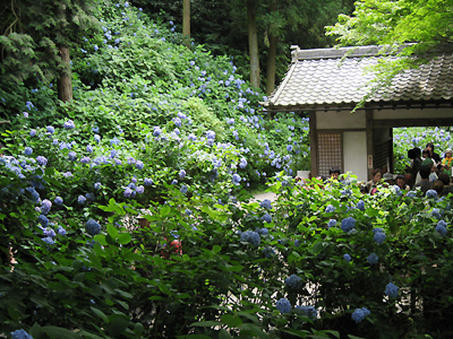 山門をくぐると一面のアジサイ。<br />さすが紫陽花寺の異名を持つお寺です。圧倒されます。
