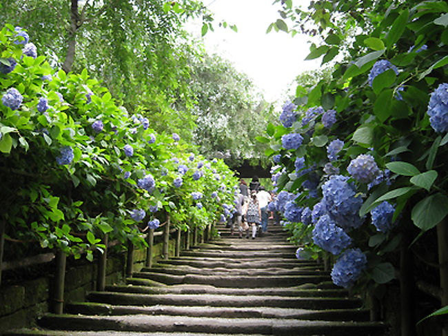 もっとも有名な石段。見ごろも終わりのせいか、ちょっと花が寂しいですね。