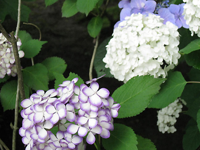 縁だけ紫のこんな紫陽花も見つけました。<br />姫紫陽花が中心の明月院にはめずらしい品種です。