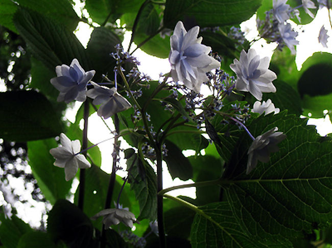 こんな額紫陽花も見つけました。