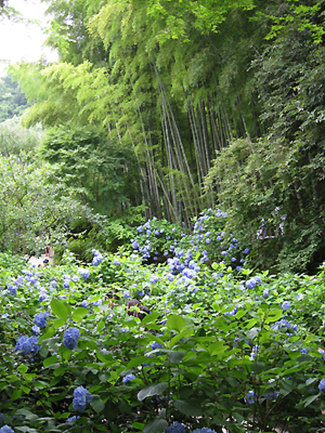 竹林と紫陽花。