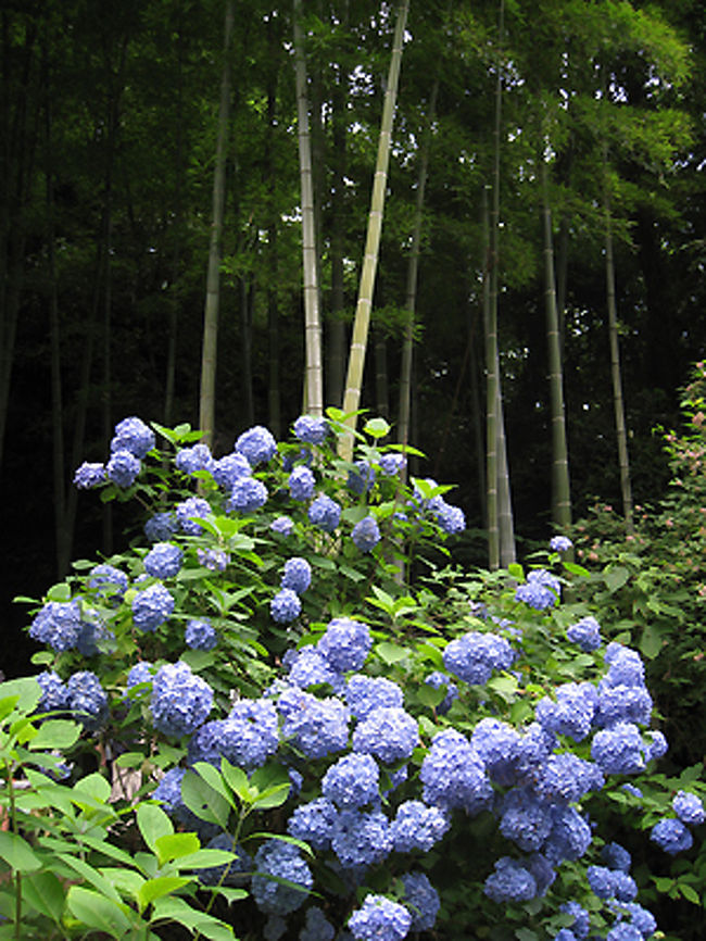竹林と紫陽花パート２