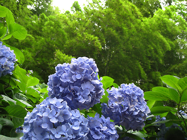 竹林と紫陽花パート３