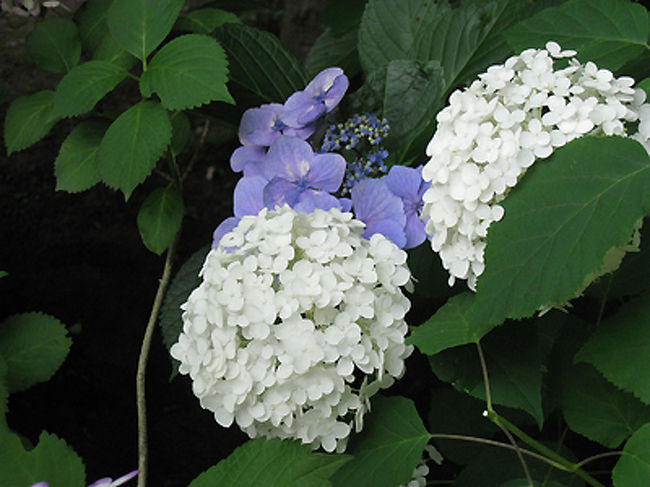 今年は長谷寺、成就院、明月院と鎌倉の紫陽花の有名どころを歩いてみました。どこもそれぞれに赴きがありましたが、私は長谷寺の紫陽花の種類の多さと、明月院の圧倒的な紫陽花の存在感に心が動きました。<br /><br />季節によりその趣をかえる鎌倉。また楽しみが増えた気がします。