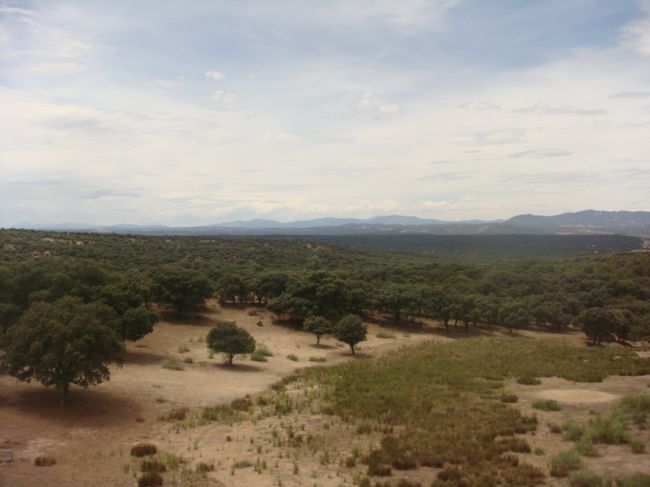 我街を出てしばらくは、こんな風景が続きます。<br />マドリード州立マンサナーレス自然公園<br />保護地区なので、立ち入りは出来ません。<br /><br />運が良いと車窓から野生のシカが見られます。<br />今日はいなかった。<br />イノシシやキツネもいるようです。