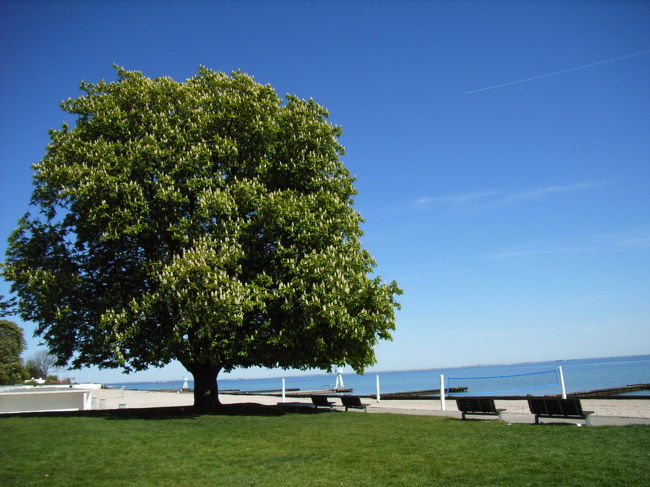 この木なんの木、気になる木。