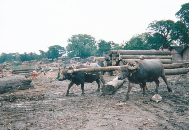 水牛が木材を引いていました。<br /><br />エーヤワディ川　マンダレー