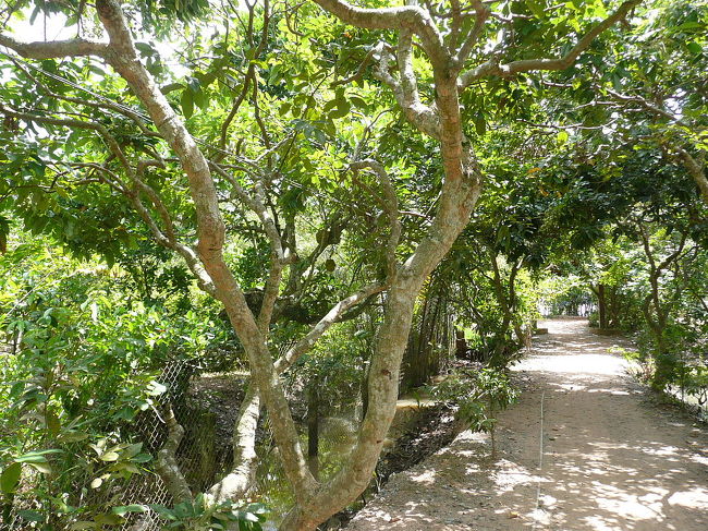 UNICORNという島は観光コースになっていて、果樹園を歩きます。<br />