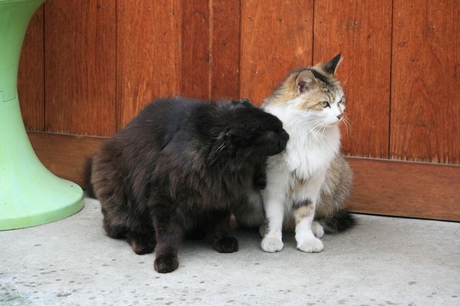 猫が多いです。黒い猫が白い猫をずっと舐めていました。カップルなのかな･･･。