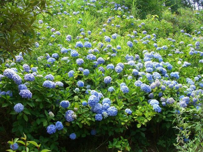 さて、次に休憩したのは、香川に入り松山道の・・あ゛ーー忘れた・・・汗<br />「讃岐うどん」の話を、私が車内でしたもんだから、「うどん食べたーい」と夫が申しまして、<br />「ヽ(　￣д￣;)ノ エー!?　まだ10時だよー」<br />と言ったのに、「食べる！」と。