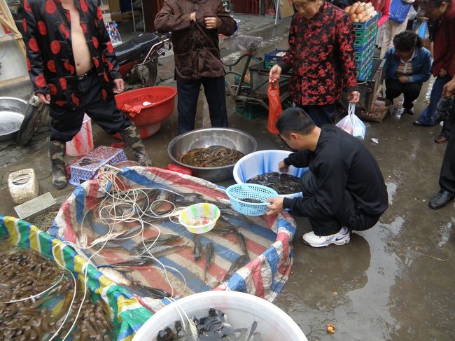 ここからは応用編<br />（成都の隣の黄龍渓古鎮の裏通り）<br />川魚みんな生きたまま売ってる<br />四川語話せないとしたら、指で数字を<br />示さなくては買えないでしょ<br />眉にツバなどつけてないで<br />覚えましょうね