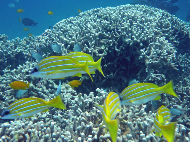 ２本目は山田です。<br />前日までの雨で透明度はイマイチでしたが、魚影は濃いしクマノミは全種類見られるし楽しいポイントですね。<br />これで珊瑚が復活したら最高なのに。<br />ここは、初心者や体験ダイバーにはぴったりの場所ですね。私みたいな水中写真初心者にも向いてます。<br />そういえば以前ルネッサンスに宿泊した時、シュノーケリングツアーでここへ来て感激した場所でした。