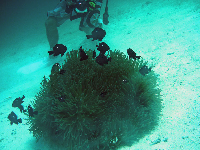 このクマノミお気に入りなんです。<br />げげっ！イントラさんの足が写ってる写真ばっかり。<br />＾＾；水中で写真撮るのは難しいのね〜。<br /><br />っていうか　まずダイビングのスキルアップでしょとダンナ様。<br />ごもっともです。次回は中世浮力上手く取れるようにがんばりま〜す。