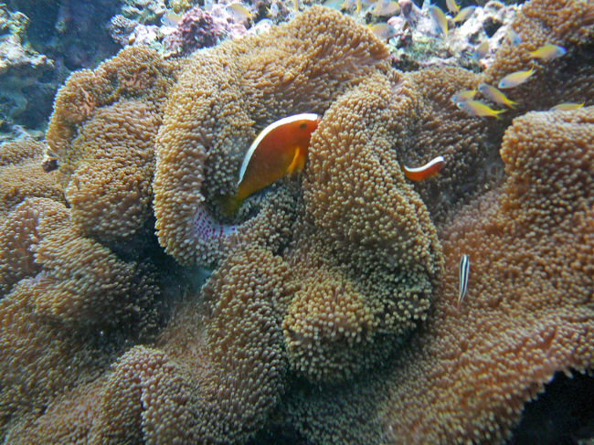 ３本目は青の洞窟に行ったのですが、久々に晴れたので洞窟の中も外も大渋滞。写真どころじゃありません。<br />しかも水深浅いのでダイビングで洞窟に向かう間も水中で素もぐりのシュノーケラーさんとご対面の嵐。<br />なんだかねぇ〜・・・。<br />しかも　わたくしライト片手に真っ赤なお魚さん追いかけているうちに横穴へ入り込んでしまう大失敗。<br />バディのダンナ様ったら「あいつどこへ行くんだ〜？」って思ったなら教えてよねっ。ひどいわぁ〜。<br />あれれ？？？誰もいないし行き止まり。皆は何処〜と一瞬あせっちゃったんだから。<br /><br />イントラさんがあわてて連れ戻しに来てくれたので良かったけど　陸上でも方向音痴なわたくしには洞窟は向いてないかも。<br /><br />でも、とっても楽しい恩納村でのダイビング１日目でした。<br />明日は砂辺の予定です。<br />だけどやっぱり船に酔いました。酔い止め飲んどきゃ良かった。