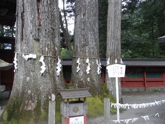 続いて、日光二荒山神社へ（二荒山＝ふたらさん）。
根元が１つで、幹が３つある親子杉です。