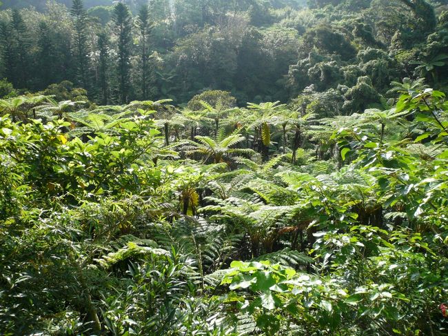 「やんばる亜熱帯園」に来ました。<br /><br />＠￥６００→KNTクーポンで無料！！