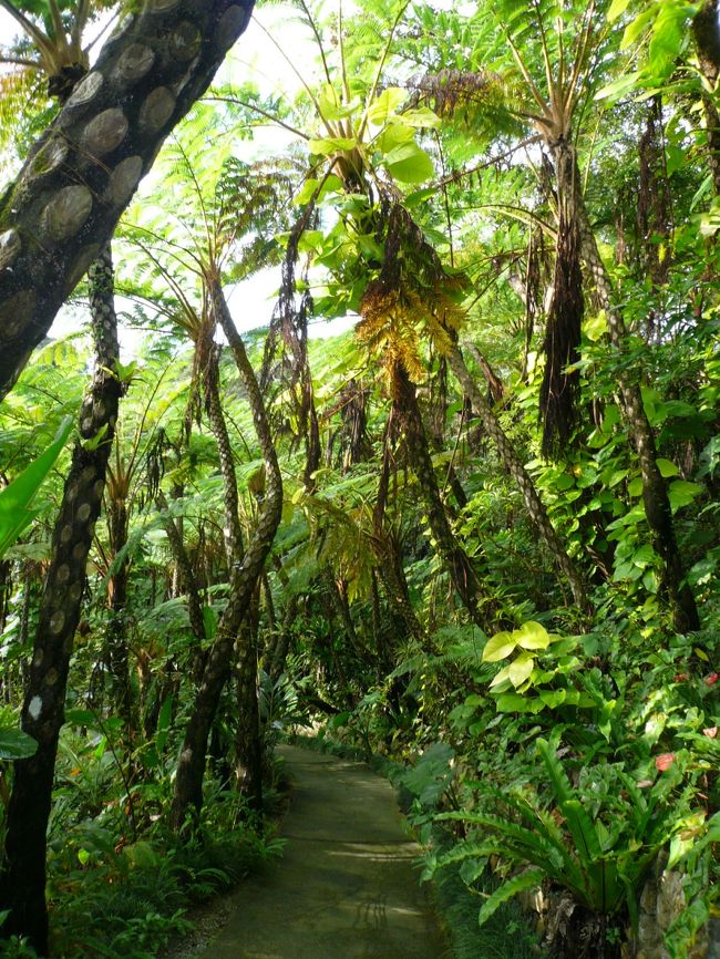 ヘゴの原生林を歩ける散歩道になっていました。<br /><br />時間があり、ジャングルっぽい写真が撮りたい人には良いかもしれません。