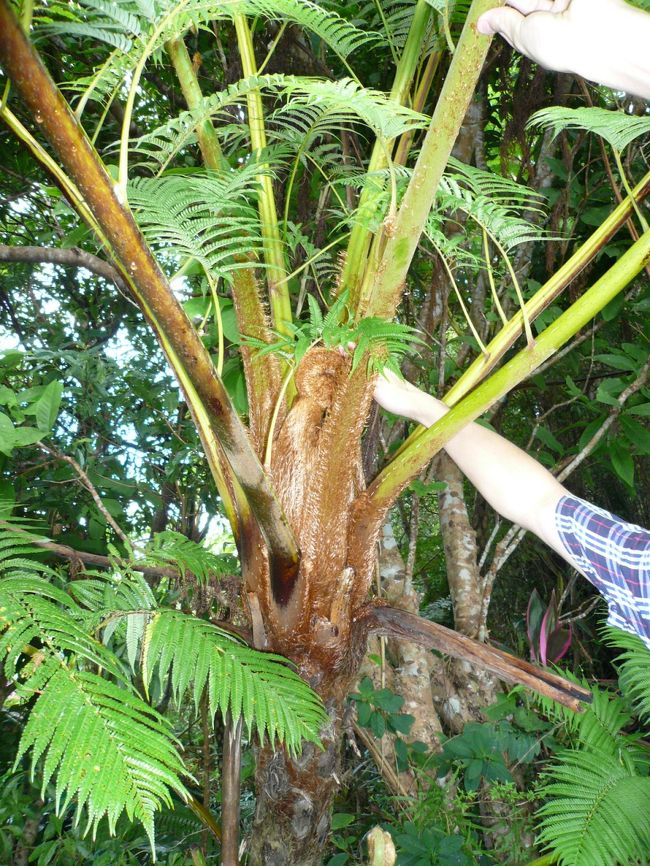 植物の上に猿が！！<br /><br />と思ったら、植物の一部でした。ウキッ！<br /><br />この写真、お猿さんをナデナデしているように見えません？