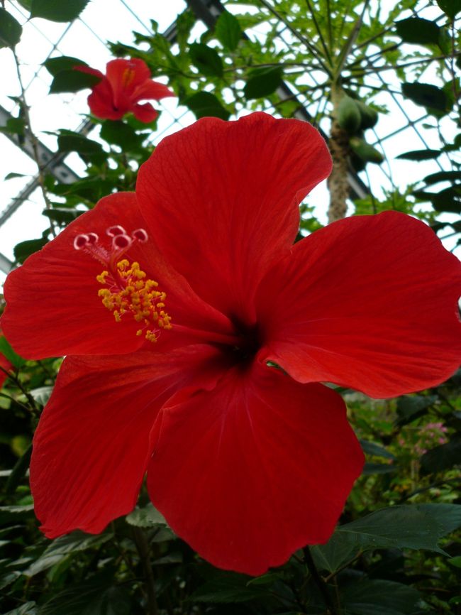 バッチリハイビスカスをパシャリ。