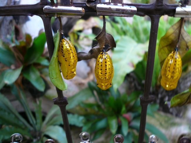 これ何だかわかりますか?<br /><br /><br />黄金の蛹。。。