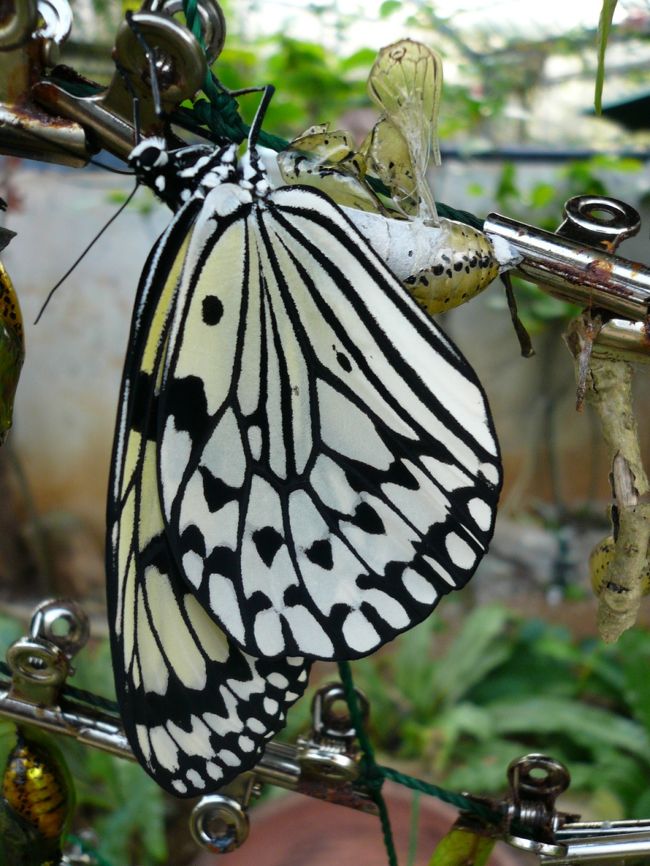 「オオゴマダラ！」<br /><br /><br /><br />大ゴマだら？<br /><br /><br /><br />綺麗です。<br /><br /><br />今、蛹から蝶へ孵る瞬間です！！スバラシイ！！