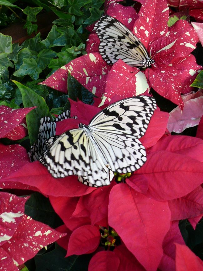お花の蜜を吸っていました。<br /><br />羽を広げると１３センチ程の大きさです。<br /><br /><br />オオゴマダラさんは赤が好きらしく赤色の植物に寄っていくそうです。<br /><br />こちらに行く方は赤い服を着て行くと楽しいかも。