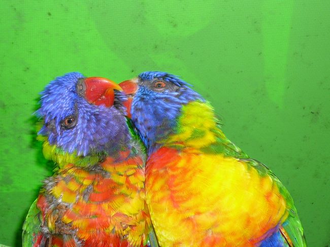 カラフルなインコ？たちもいました。<br /><br />フジカラー的な色合いです。