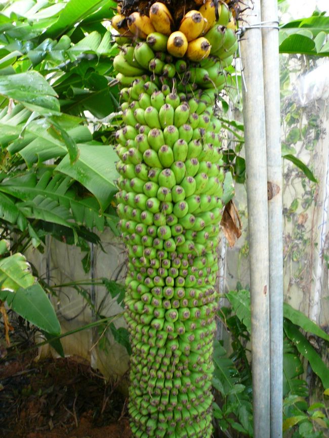 バナナの実でした。<br /><br />食べれる種類かは不明です。