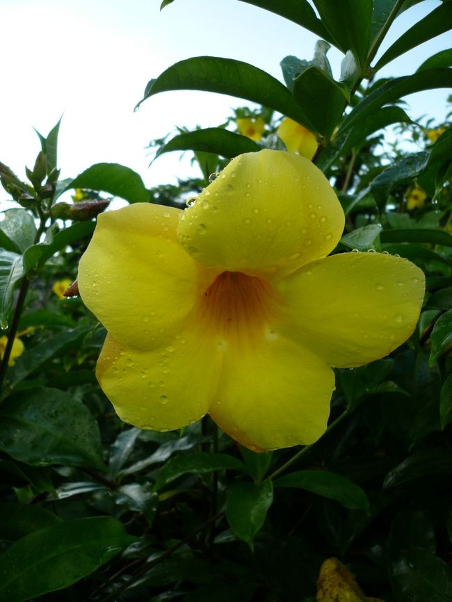 南国らしい可愛いお花♪