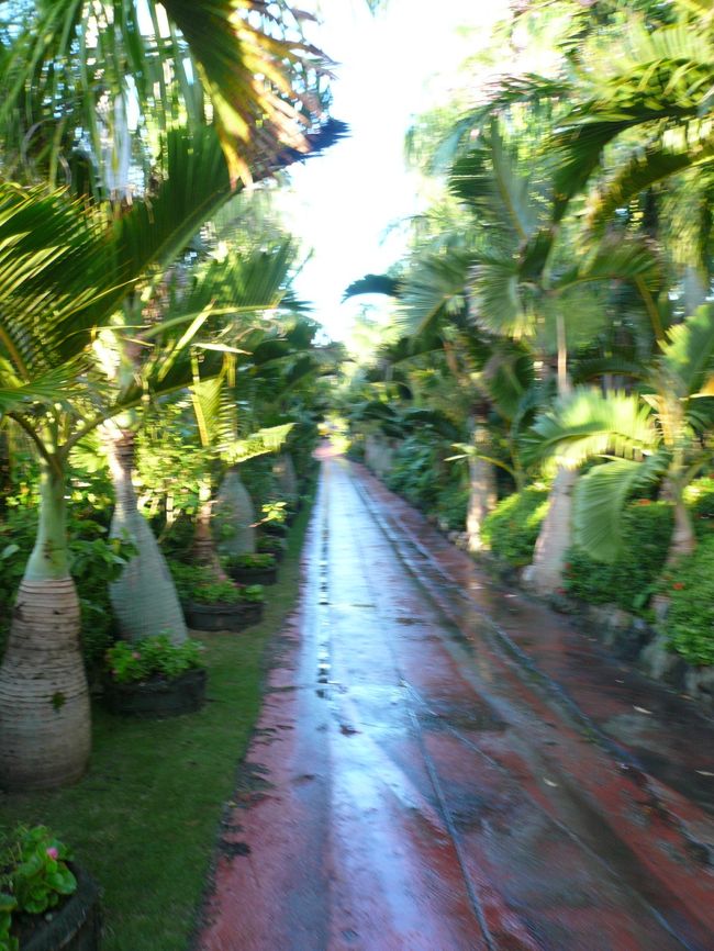 園内の様子。<br /><br />カートは自動で道の中をスイスイ進みます。