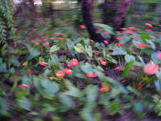 カートは結構スピードがでます。<br /><br />アンスリウムを撮ろうとしてもこんなになってしまいます…