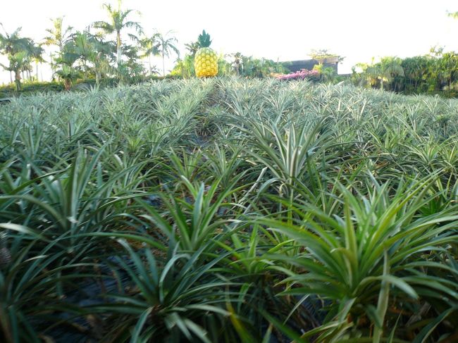 パイナップル畑。<br /><br />ん？向こうには人工的なパインが・・・