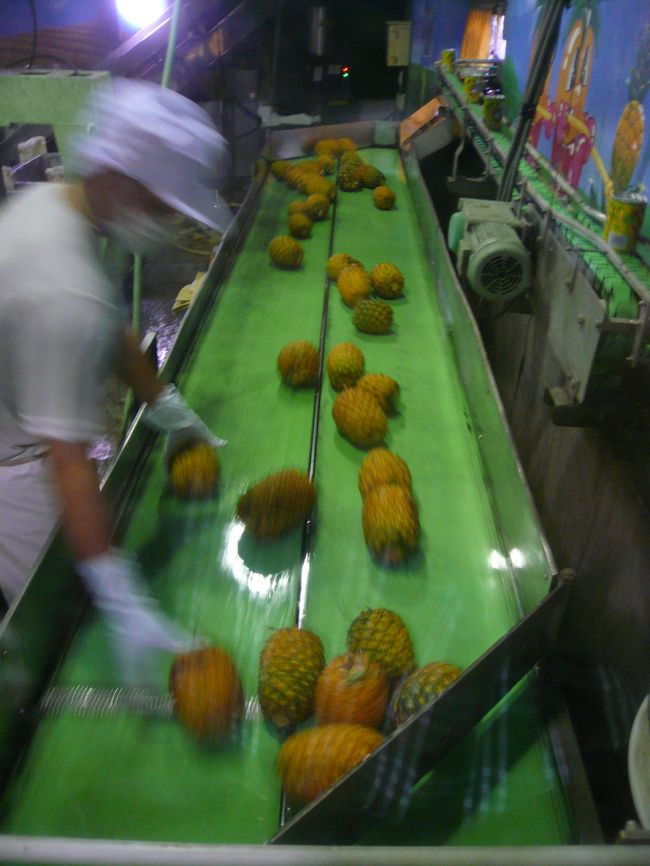 パイナップル工場。